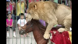 [цирк] Львица и тигр напали на лошадь