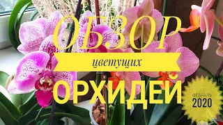 Обзор цветущих орхидей || Домашнее цветение фаленопсисов