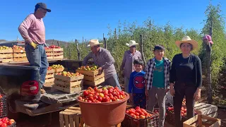 UN DIA TRABAJANDO EN LA TOMATERA Y DISFRUTANDO DE LA NATURALEZA