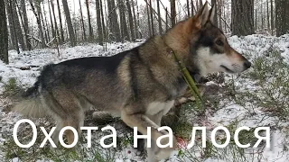 Охота на лося с лайкой. Охота на болоте.