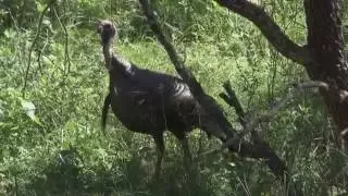 Hunter Loses Fight With Turkey