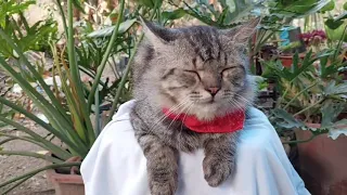 Lovely and cute cat is relaxing  😌 😍