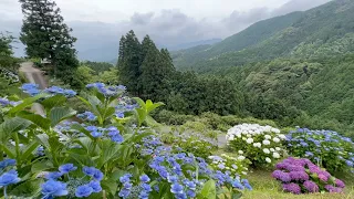 2022/06/20　超絶景です！　沼田　天空のあじさい街道　〜愛媛県大洲市〜