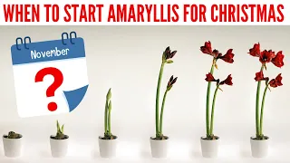 How To Grow Amaryllis Bulbs For Christmas Flowers | Step By Step