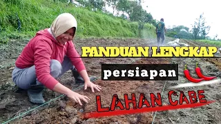 PANDUAN LENGKAP, CARA PENGOLAHAN LAHAN, BEDENGAN MULSA UNTUK MENANAM CABE !