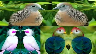 Birds || Birds sounds || Forest Sound || Stress Relief || Relaxing sounds || Most beautiful Birds