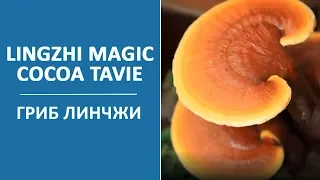 TaVie Lingzhi Magic Cocoa. Гриб Линчжи и его магическая сила.