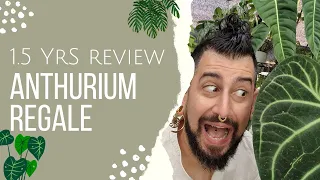 Anthurium regale  Review | 1.5 Years Later | Anthurium regale Care and Tips