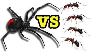 Killer Spider Vs Killer Ants The Ultimate Educational Bug Battle