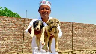 Cute Female And Male Dogs | Dogs Family Complete Ho Gayi 😍