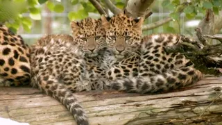 New-born Amur Leopards | Nature's Miracle Babies | BBC Earth Kids