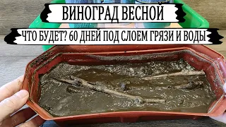 🍇 Что стало с виноградом после  60 дней ПОД ВОДОЙ и в СПЛОШНОЙ ГРЯЗИ? Когда открывать виноград?