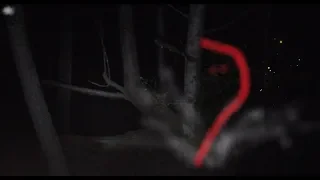 Bigfoot Sasquatch Spotted In Woods On Third Nightly Visit In A Row