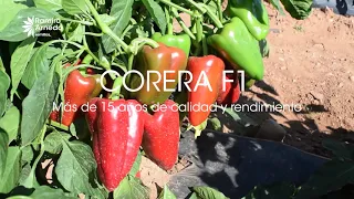 Corera es un pimiento morrón de fácil pelado y troceado ✂