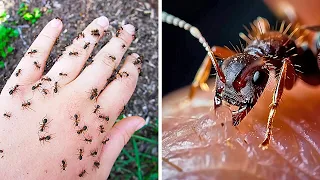 Die furchterregendsten Insekten der Welt, mit denen Sie sich lieber nicht anlegen sollten