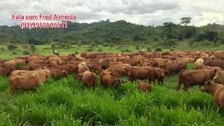 Fazenda a venda no estado do Pará