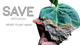 Anthurium magnificium dying leaves 🍃  (Rare Plant Index #4) Care without repotting / revive EP-26