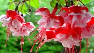 Fuchsia flower (HD1080p)