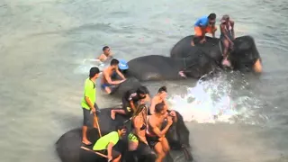Таиланд 2016  Река Квай  Купание слонов