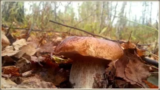 Где растут БЕЛЫЕ ГРИБЫ - в корнях березы! | Собираем грибы в Октябре |  Советы грибникам