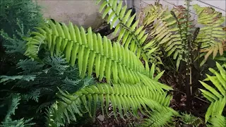 Presentation of my Fern collection in my front yard