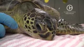 Meet California, A Rescued Green Sea Turtle