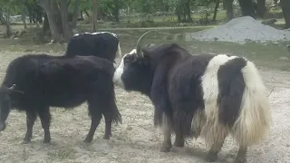 Yak  with cow Part No 1 ||Animals Earth vedio ||