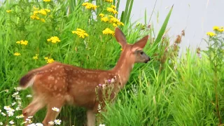 Black-tailed Baby Deer Calling Mama