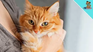 Mit DIESEN Tipps wird deine Katze zur Kuschelkatze! (Total einfach)