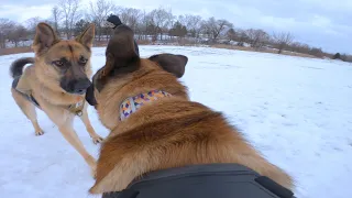 German Shepherd Protects Pack From Belgian Malinois