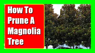 How to Prune a Magnolia Tree To Keep It Small, When To Prune a Magnolia Little Gem Grandiflora