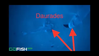 Daurades, dorades, dodo filmées à plus de 60m et Tuto de la pêche à la daurade à la moule ...