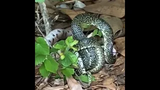 King snake vs copperhead: Epic battle between snakes caught on video in Alabama