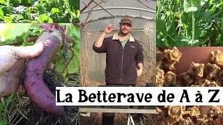 La Betterave de A à Z (presque)