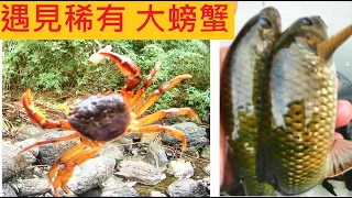 【小烏來 宇內溪】遇見稀有大螃蟹 @深山石斑超好吃 #宇內溪