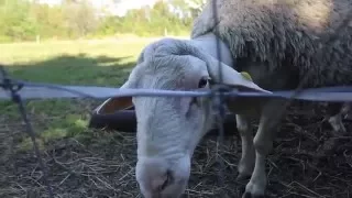 2016 - La Voie Agricole - #1 Médecine Vétérinaire