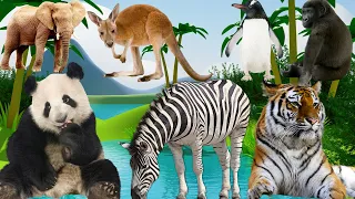 Happy animal moment cat, Raccoon, duck, rhino, hen, cow, fish, elephant, lion, dog - Animals sounds