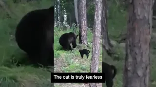 Cat VS Brown Bear