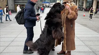 🇬🇧 CUTE NEWFOUNDLAND DOGS EATING ICE CREAM NEAR TOWER OF LONDON, 4K60FPS