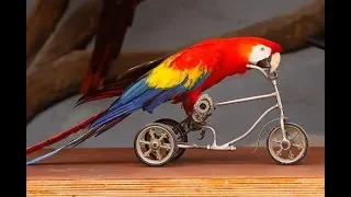 ***Smart parrots - Funny Parrots Doing Funny Stuff 2018 ***