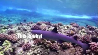 Molokini Snorkeling, Maui