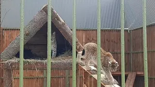 У рысей новоселье🏚 Ева, Тимка и Клео🐾 ПАРК ЗЕМЛЯ ПРАЙДА 🌿