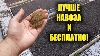 ЛУЧШЕ ЧЕМ НАВОЗ И БЕСПЛАТНО! ПОЧВА СТАНОВИТСЯ ОЧЕНЬ ПЛОДОРОДНОЙ! ВНЕСИТЕ ЭТО ОСЕНЬЮ В ЗЕМЛЮ!