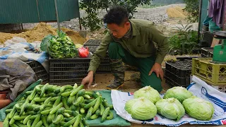 Gardening and harvesting cucumbers, cabbage go to the market to earn money, survival | EP 28