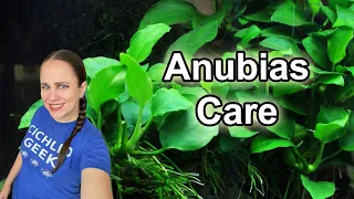 Anubias 101 - Beginner's Guide to the Anubias Plant in the Aquarium