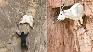 No Predator Can Catch Mountain Goats