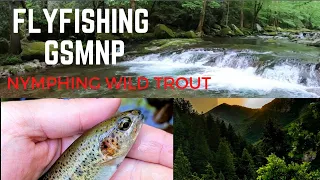 Flyfishing for Wild Trout in Great Smoky Mountains National Park TROUT FISHING