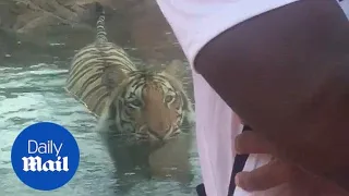 Hilarious moment tiger sneakily creeps up behind zoo visitors