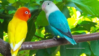 Lovebird Chirping Sounds and Call Sounds From Blue Opaline & Lutino Opaline