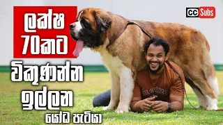 Highest Demanding Healthiest St Bernard in SL - ලක්ෂ 70කටත් ඉල්ලන යෝධ පැටියා